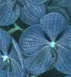 Blue orchid 