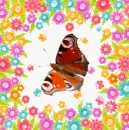 batterfly