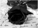 Black rose