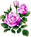 roses