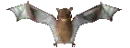 flying bat