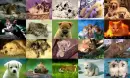 Save ALL Animals