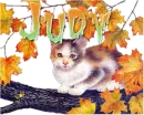 Judy Fall Kitten