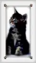 Kitten