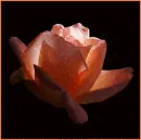 Herba rose