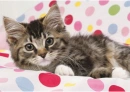 cats cute