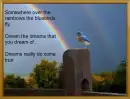 bluebird dream