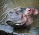 -:Â¦:-aAaAdoRaBLe GaPiNG HiPPo-:Â¦:-â€