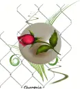 Rose in pearl