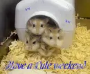 have a cute weekend