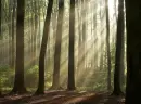 trees