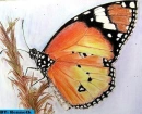 butterfly