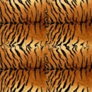 Tiger Hide Collage