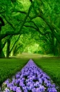road of flowers