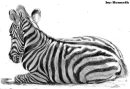 zebra