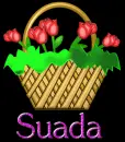 Suada