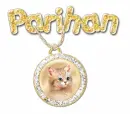 golden cute cat parihan
