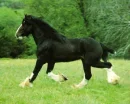 the horse
