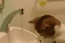Cute Cat
