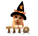 Halloween cat