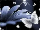  butterfly/ flower