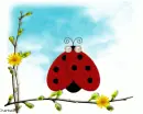 ladybug