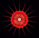 red flower