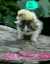 Good friends