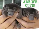 cute animal