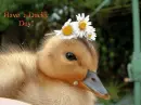 duck