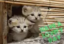 kitty