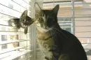 Two cats, playing in the curtains! 