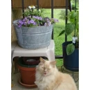 Kitty by the flowerpot.