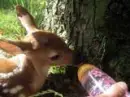 Baby Deer