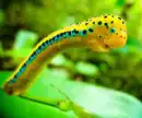 Inch Worm
