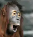 Gorilla