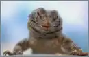Iguana