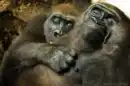 Gorilla and Baby
