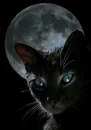 wicked cat