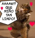 gato tierno