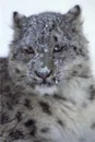 snowlepered