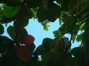 heart leaves