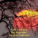 faith dawn
