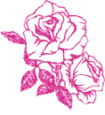 rosa