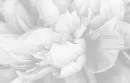 Black & white peony