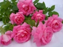 rosas