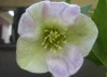 pretty flower 