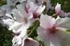 another flower