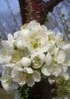 pretty flower 