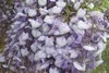 Purple flowers 
